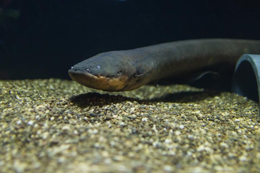 A new exhibit at the National Zoo features a 5-foot-long electric eel. (Courtesy Smithsonian's National Zoo) 