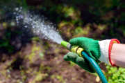 Start getting your houseplants ready to come inside by hosing them down with laser-sharp steams of water to blast away hitchhiking bugs. (Thinkstock)