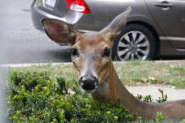 Deer that normally stay away from busy roads may dash into traffic, oblivious to cars during rutting season. (WTOP/Kate Ryan)