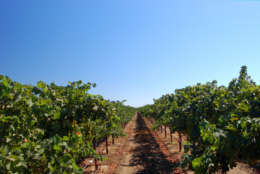 Rows of grape vines in California wine country.