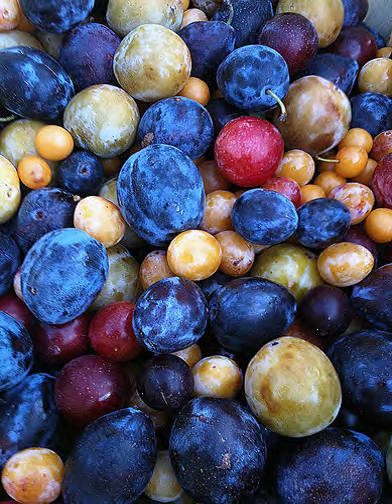 Through grafting, Van Aken is been able to grow over 40 varieties of stone fruits — such as plums, apricots and cherries — on an individual tree. (Courtesy Sam Van Aken)