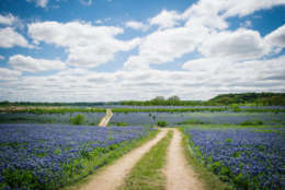 A Texas Hill Country field covered in bluebonnets.