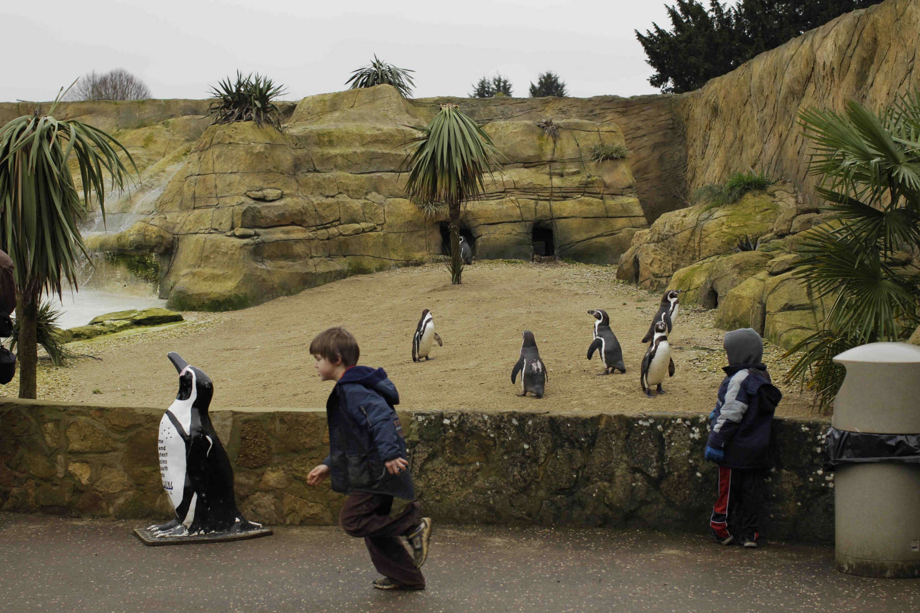 Penguins stand in their enclosure at the Cotswold Wildlife Park near Burford, England, Sunday, Feb. 20, 2011.  (AP Photo/Matt Dunham)