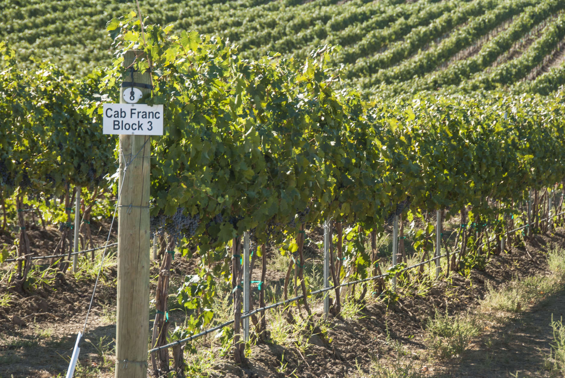 Cab Franc Block 3, Rows of wine grapes at a vineyard in Walla Walla region of eastern Washington