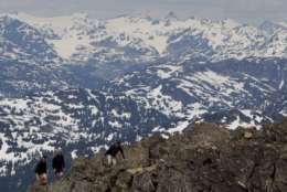 Snow capped mountains are seen in the background as hikers climb to the peak of Whistler mountain in Whistler, British Columbia, Thursday, Aug 4, 2011. A bigger than normal snow pack during the past winter has left the mountains along the British Columbian coast with more than average snow for August. THE CANADIAN PRESS/Jonathan Hayward(AP Photo/The Canadian Press, Jonathan Hayward)