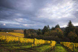 Changing vineyard leaves in fall, Willamette Valley, Oregon