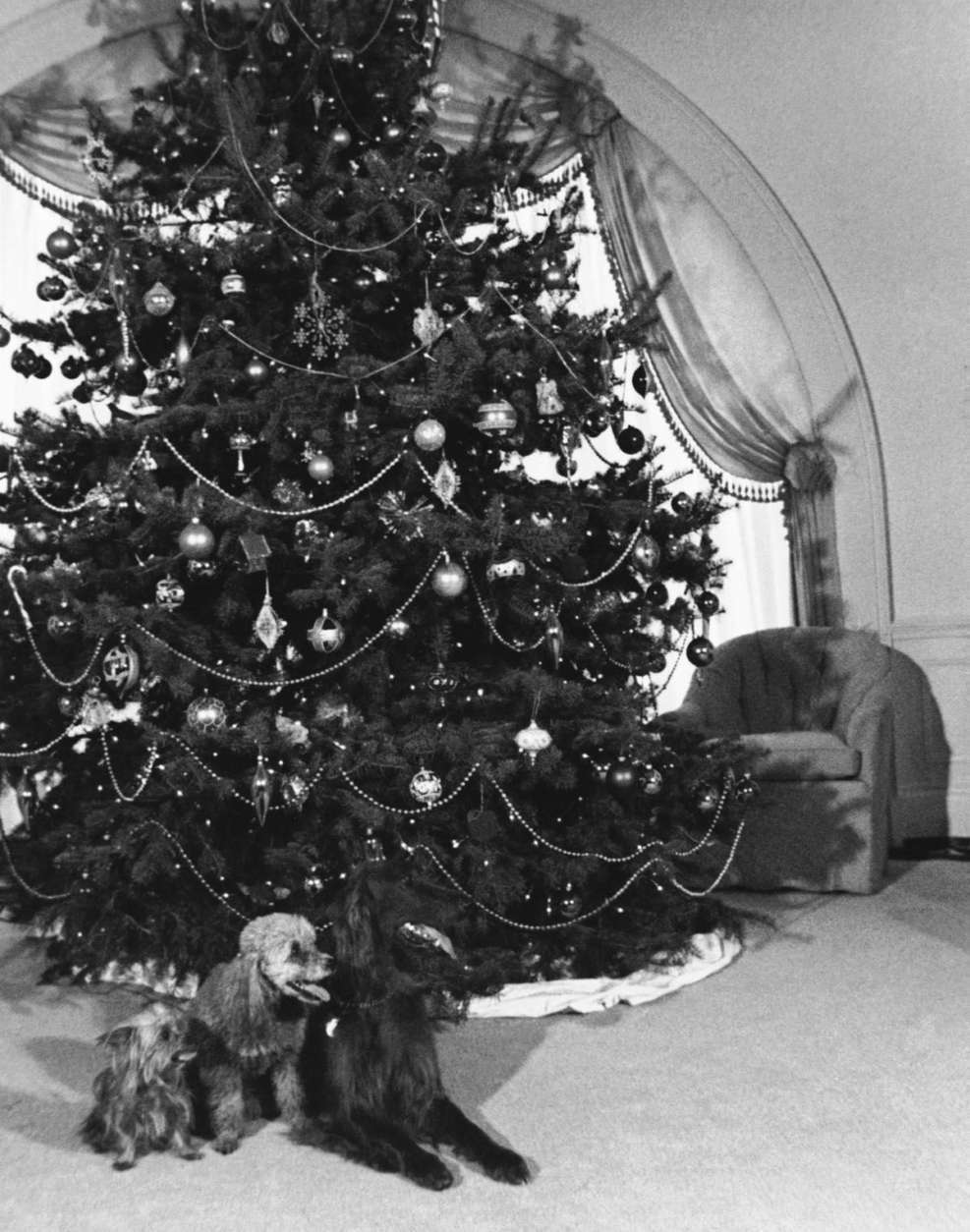 As Christmas draws near the three White House pets sit before the family Christmas tree on the second floor at the executive mansion on Dec. 20, 1971 in Washington. Pasha, Tricia?s Yorkshire terrier; Vicki, Julie?s silver poodle; and King Timahoe, President Nixon?s Irish setter, will be on hand for the family gathering on Christmas Day. (AP Photo)