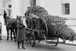 First lady Nancy Reagan looks over the White House Christmas tree after it was delivered by horse drawn carriage.  The 20-foot Noble Fir was grown in Orting on Dec. 8, 1983 in Washington, by Ken and JoAnn Scholz. The decorated tree will stand in the Blue Room of the White House. (AP Photo/Barry Thumma)