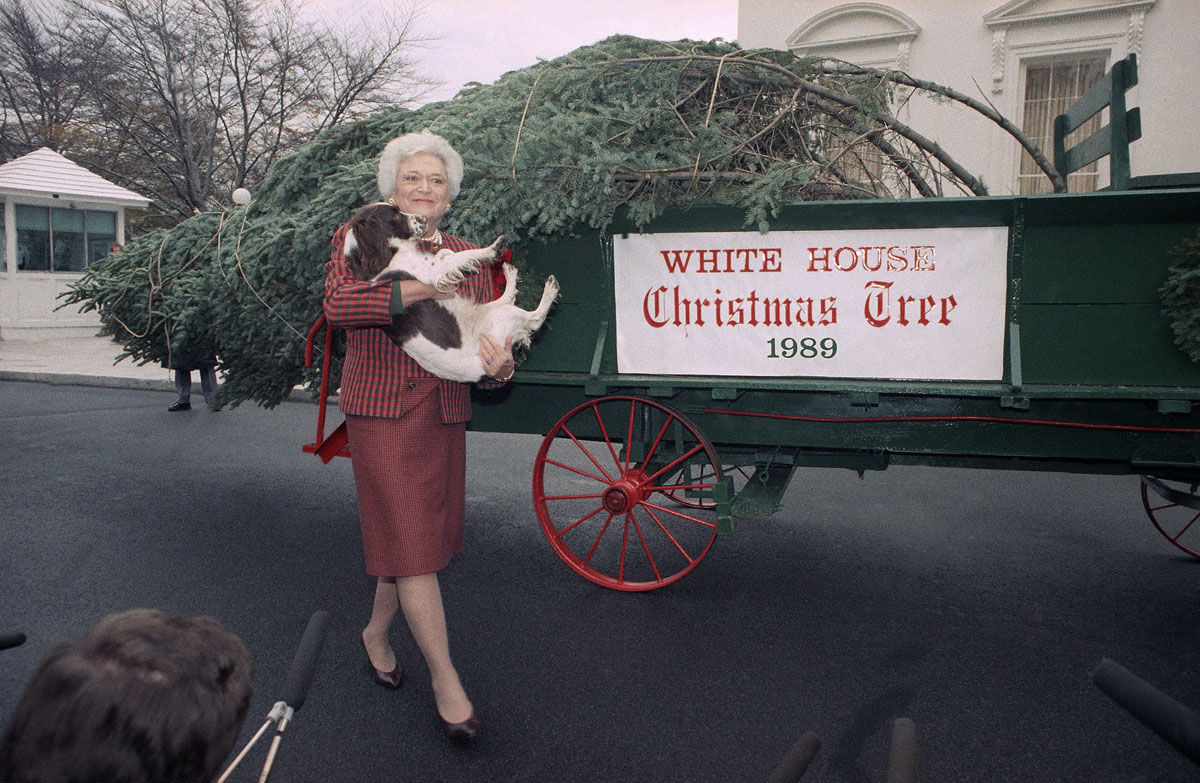 First Lady Barbara Bush holds Millie after the spaniel showed interest in the 18-foot Fraser Fir which arrived at the White House in Washington, Wednesday, Dec. 6, 1989. The tree, grown in Spartanburg, Pa., will be on display in the White House Blue Room for the Christmas season. (AP Photo/Doug Mills)