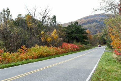 Get ready for ‘really good color’ this fall foliage season
