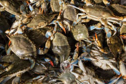 Live blue crabs are displayed for sale at the Maine Avenue Fish Market in Washington, Wednesday, June 1, 2016. Blue crabs, which thrive in the nearby Chesapeake Bay, are a summertime seafood favorite in the mid-Atlantic region. (AP Photo/J. Scott Applewhite)