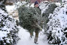 John White carries a Maine-grown Christmas tree at a Rotary Club tree lot Tuesday, Dec. 4, 2007, in South Portland, Maine.  The price of Christmas trees are going up this year, due to a post-great recession shortage of trees. (AP Photo/Robert F. Bukaty)