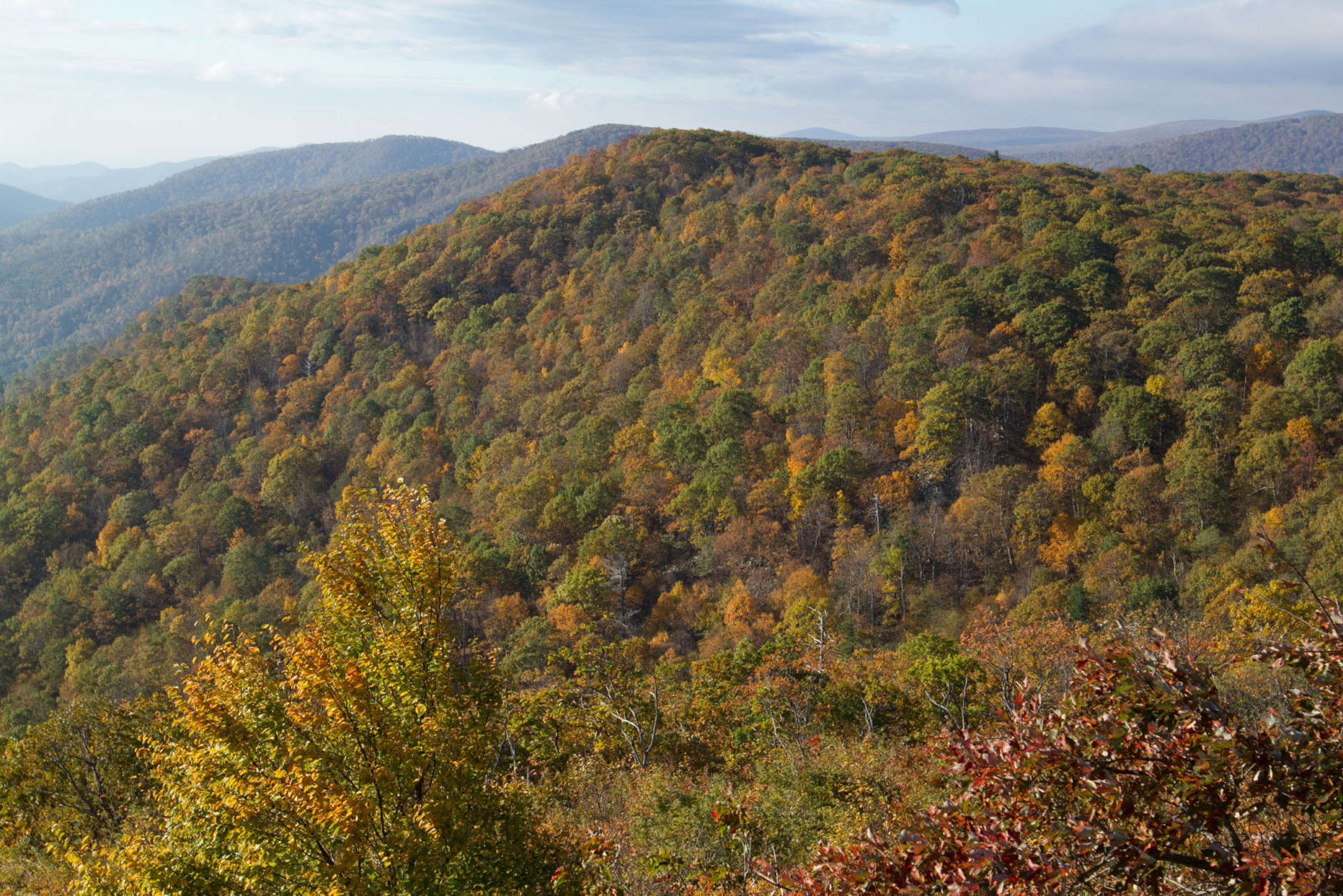 Foliage seen from the Pinnacles Overlook on Skyline Drive, in Shenandoah National Park Nov. 1, 2017. (National Park Service/Margaret Barse)