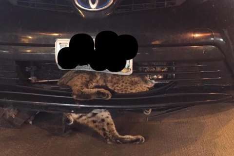 Bobcat rescued after being hit by car, driven 50 miles while lodged into car grill