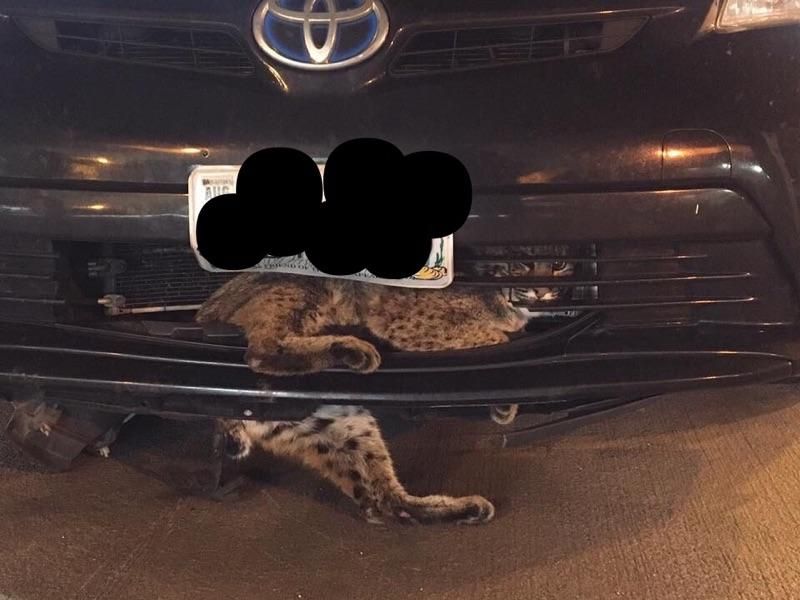 A bobcat is recovering after it was hit by a car on Thanksgiving and driven about 50 miles to Richmond while it was lodged into the car's grill. (Courtesy Richmond Animal Care and Control) 