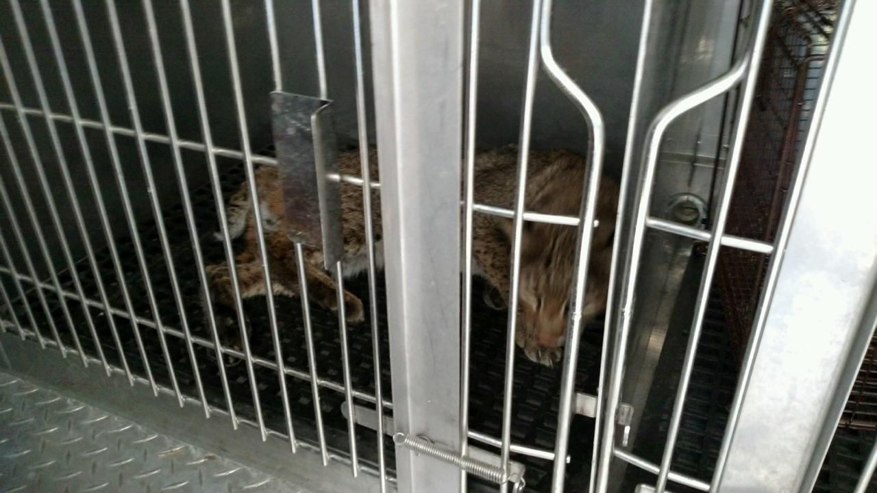 The bobcat is being treated at the Wildlife Center of Virginia. (Courtesy Richmond Animal Care and Control) 

