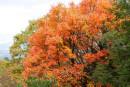 A maple tree in full color near Skyland, in Shenandoah National Park Nov. 1, 2017. (National Park Service/Margaret Barse)