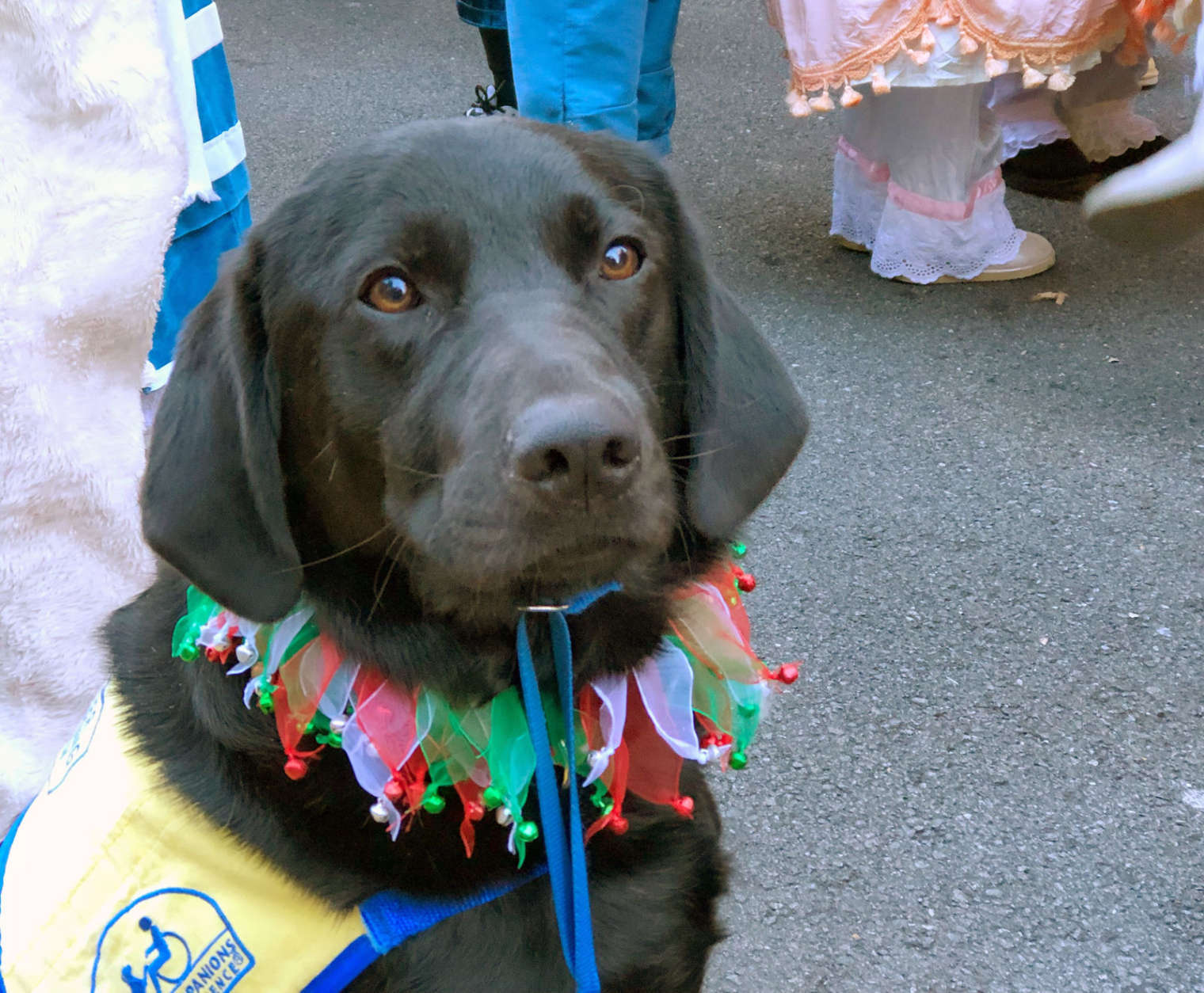 Brennan, a 15-month-old dog with Canine Companions for Independence, gets ready to strut his stuff at the Reston Town Center Holiday Parade. (WTOP/Kate Ryan)