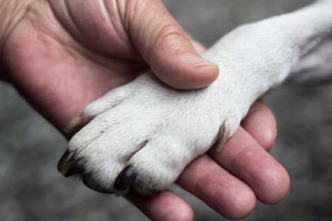 Reward offered in DC animal cruelty case after dog found seriously hurt
