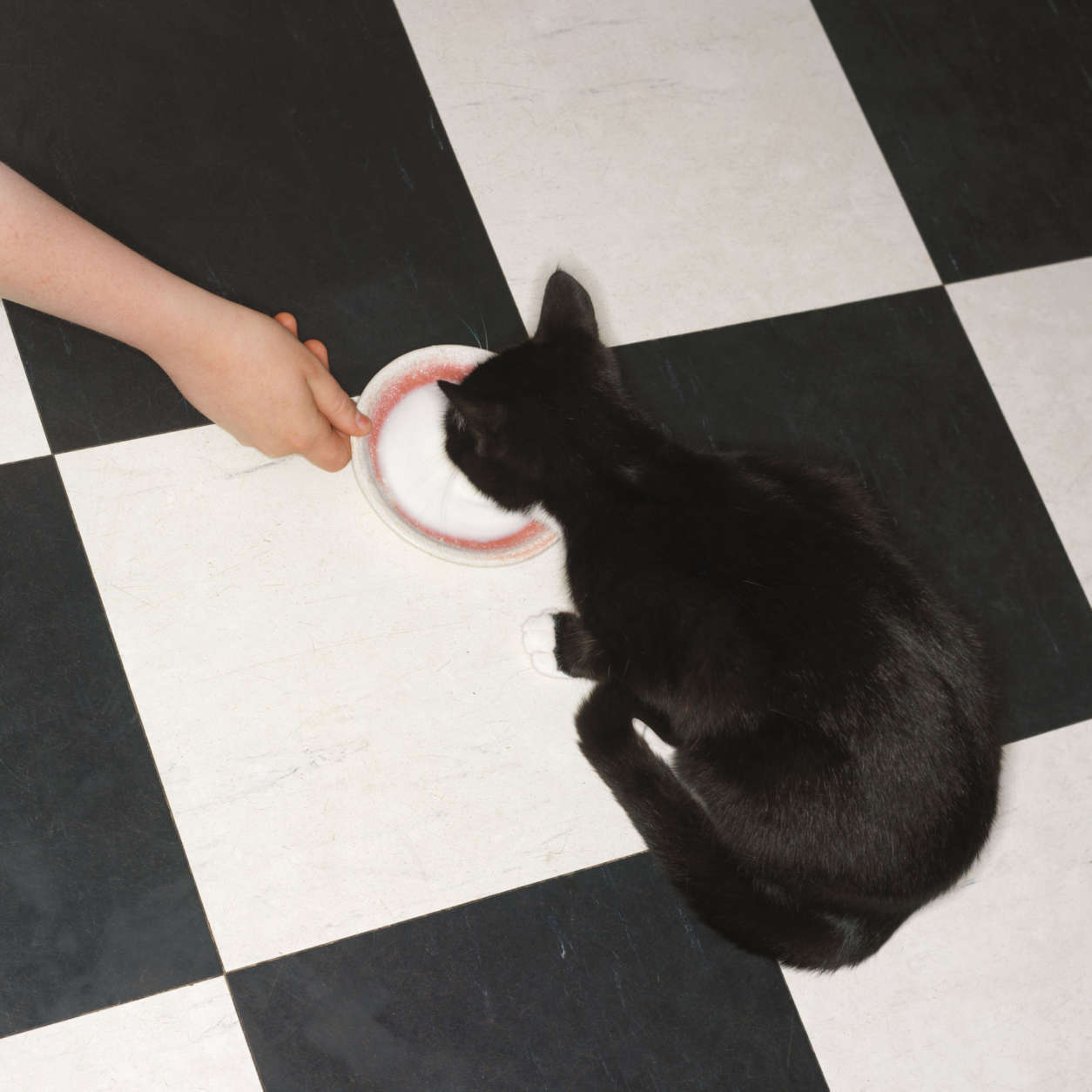 elevated close up view of a hand giving a bowl of milk to a cat