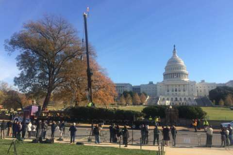 Photos: US Capitol Christmas tree arrives in DC