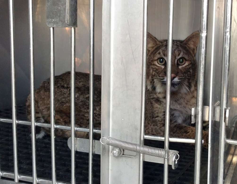 This female bobcat, pictured on the day of her rescue from the car's front grill, is estimated to be about 5 years old. Bobcats live throughout the U.S., but typically stay away from humans.  (Courtesy Wildlife Center of Virginia)