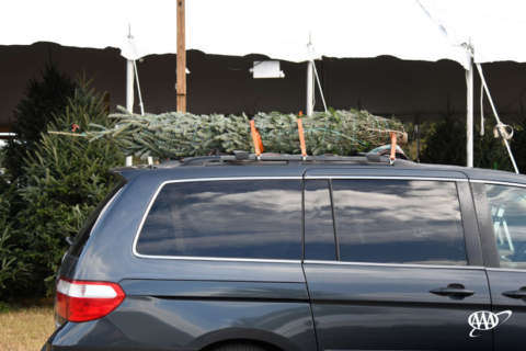 Tips for getting your Christmas tree home safely