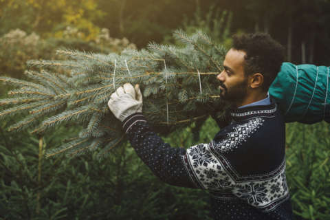 Keeping your Christmas tree all year round and last minute gifts for gardeners