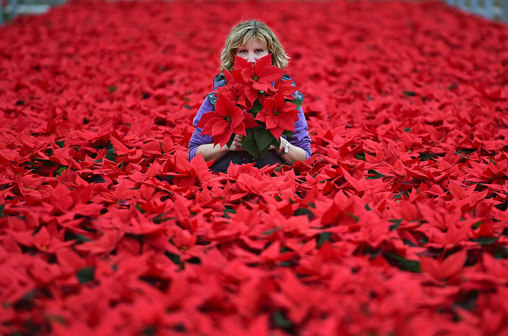 LOANHEAD, SCOTLAND - NOVEMBER 23:  Carolyn Spray holds one of her many Poinsettia plants ready to be dispatched for the Christmas season on November 23, 2015 in Loanhead, Scotland. The garden center grows around 100,000 poinsettias, a traditional Christmas house plant.   The Midlothian business supplies a host of garden centres and supermarkets across Scotland and the north of England in time for Christmas.  (Photo by Jeff J Mitchell/Getty Images)
