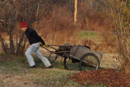 In this Dec. 3, 2013 photo, a man carts leaves to spread beneath trees and shrubs as a mulch in New Paltz, N.Y.  Mulch keeps the soil temp constant. Established plants need no mulch, but if you feel you must mulch, don’t let the material be deeper than 2 inches and don’t allow any mulch to ever touch the trunk of a tree or the stems of a shrub. (AP Photo/Lee Reich)