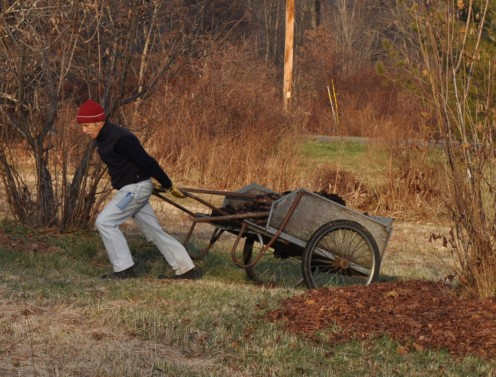 In this Dec. 3, 2013 photo, a man carts leaves to spread beneath trees and shrubs as a mulch in New Paltz, N.Y.  Mulch keeps the soil temp constant. Established plants need no mulch, but if you feel you must mulch, don’t let the material be deeper than 2 inches and don’t allow any mulch to ever touch the trunk of a tree or the stems of a shrub. (AP Photo/Lee Reich)