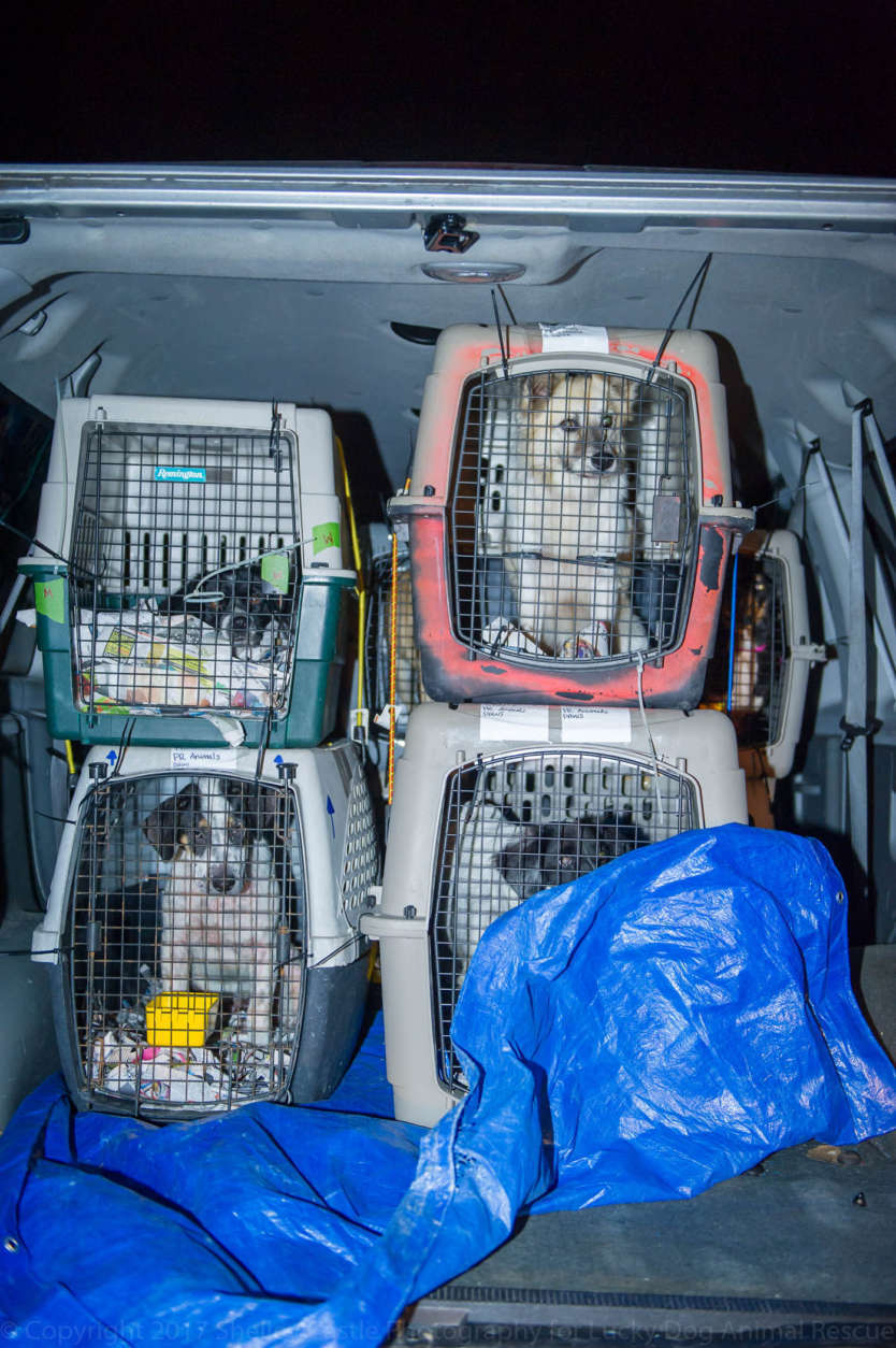These animals were rescued from San Juan, Puerto Rico, and traveled to the D.C. area to be adopted and fostered. (Courtesy Lucky Dog Animal Rescue)