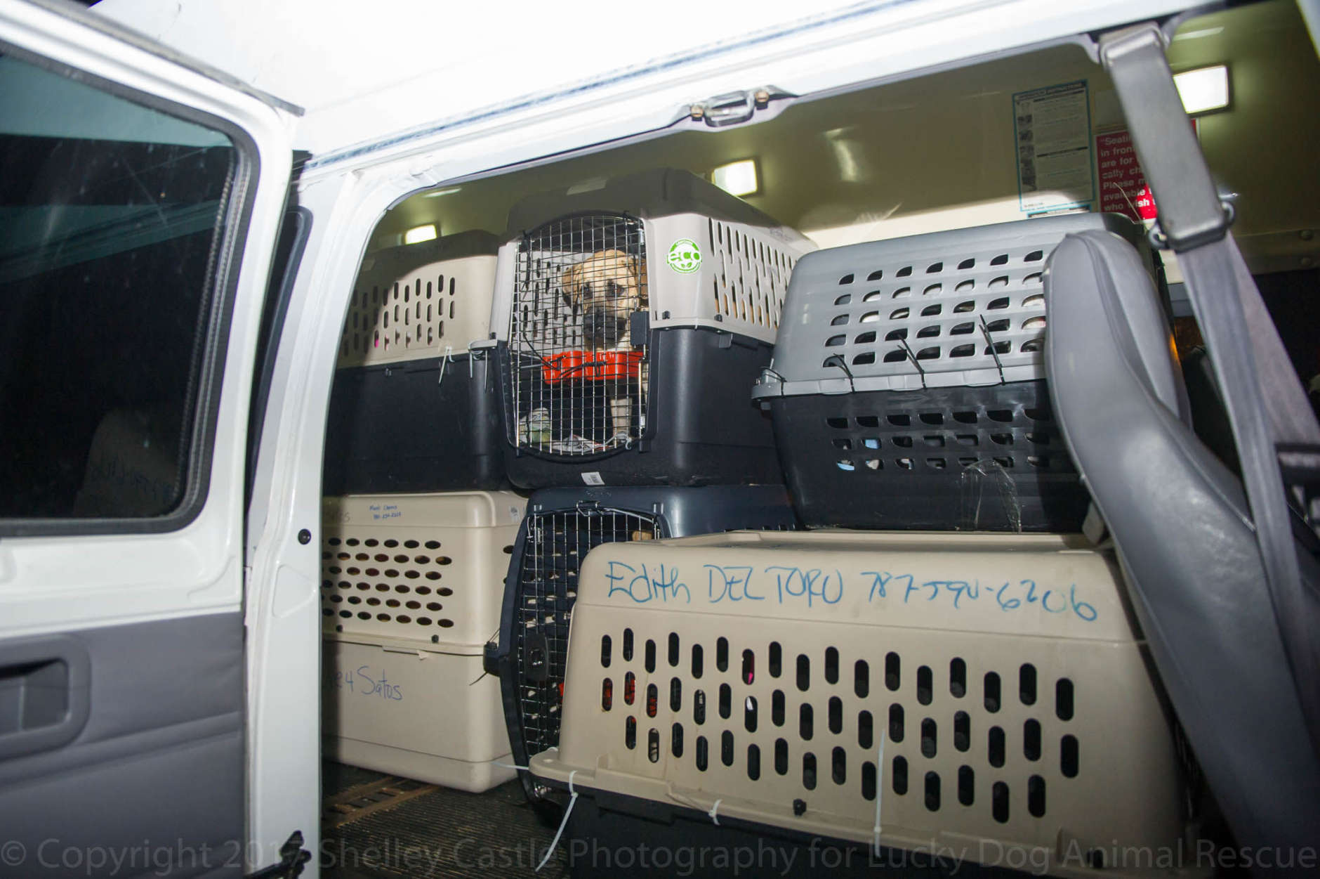 Rescued animals from hurricane-ravaged Puerto Rico arrive in the D.C. area to be adopted and fostered. (Courtesy Lucky Dog Animal Rescue)
