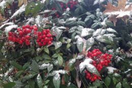 Snow collects on bushes outside the WTOP newsroom in northwest D.C. (WTOP/William Vitka)