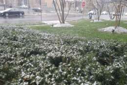 Snow collects on bushes outside the WTOP newsroom in northwest D.C. (WTOP/William Vitka)