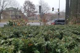 Snow collects on bushes outside the WTOP newsroom. (WTOP/William Vitka)