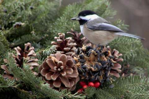 Worried about your winged neighbors? Winter birds will be just fine