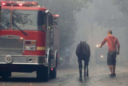A man tries to get a hand on a horse that got loose during wildfire in the Lake View Terrace area of Los Angeles, Tuesday, Dec. 5, 2017. (AP Photo/Chris Carlson)