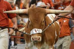 AUSTIN, TX - SEPTEMBER 04:  Texas Longhorns mascot Bevo XV is introduced prior to the game between the Texas Longhorns and the Notre Dame Fighting Irish at Darrell K. Royal-Texas Memorial Stadium on September 4, 2016 in Austin, Texas.  (Photo by Ronald Martinez/Getty Images)