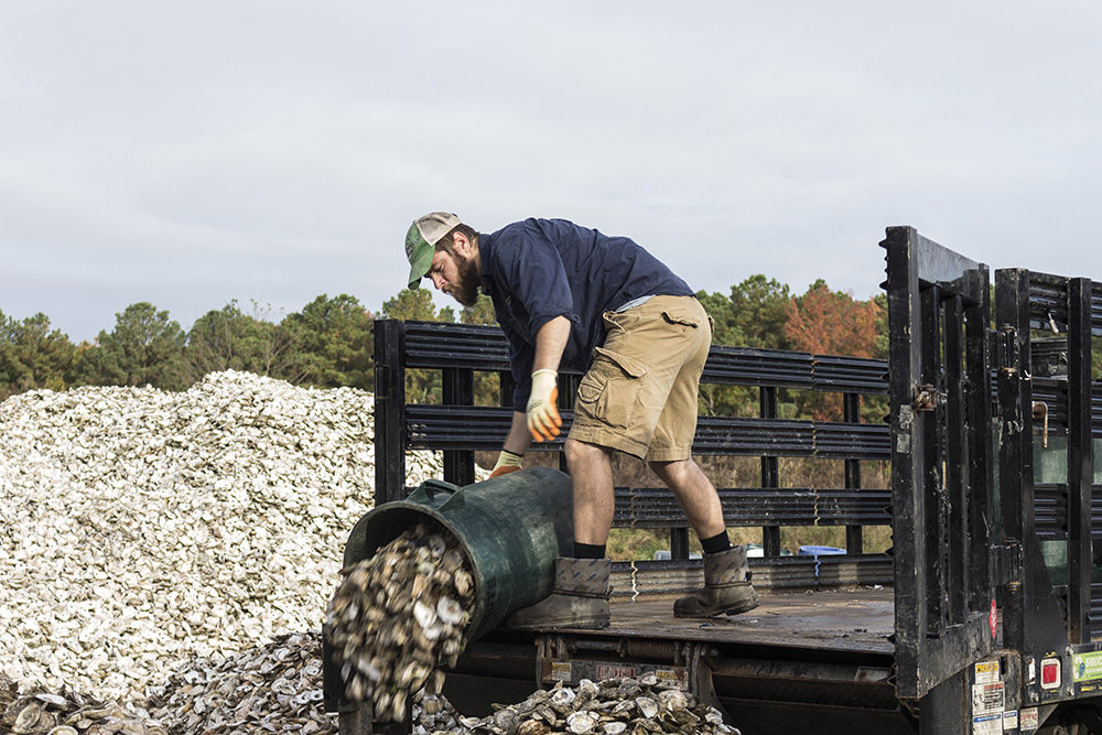 Shell Recycling Alliance driver Wayne Witzke dumps a can of oyster shell Nov. 9, 2017, at Oyster Recovery Partnership’s shell pile in Grasonville, Md. Witzke and his colleagues recycle shell to bolster state and federally sponsored, large-scale oyster restoration in Chesapeake Bay tributaries. (Alex Mann/Capital News Service)