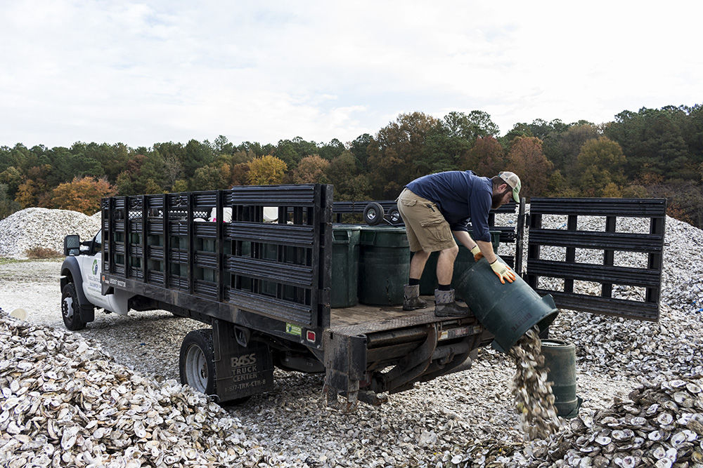 Shell Recycling Alliance driver Wayne Witzke dumps a can of oyster shell Nov. 9, 2017, at Oyster Recovery Partnership’s shell pile in Grasonville, Md. Witzke and his colleagues recycle shell to bolster state and federally sponsored, large-scale oyster restoration in Chesapeake Bay tributaries. (Alex Mann/Capital News Service)