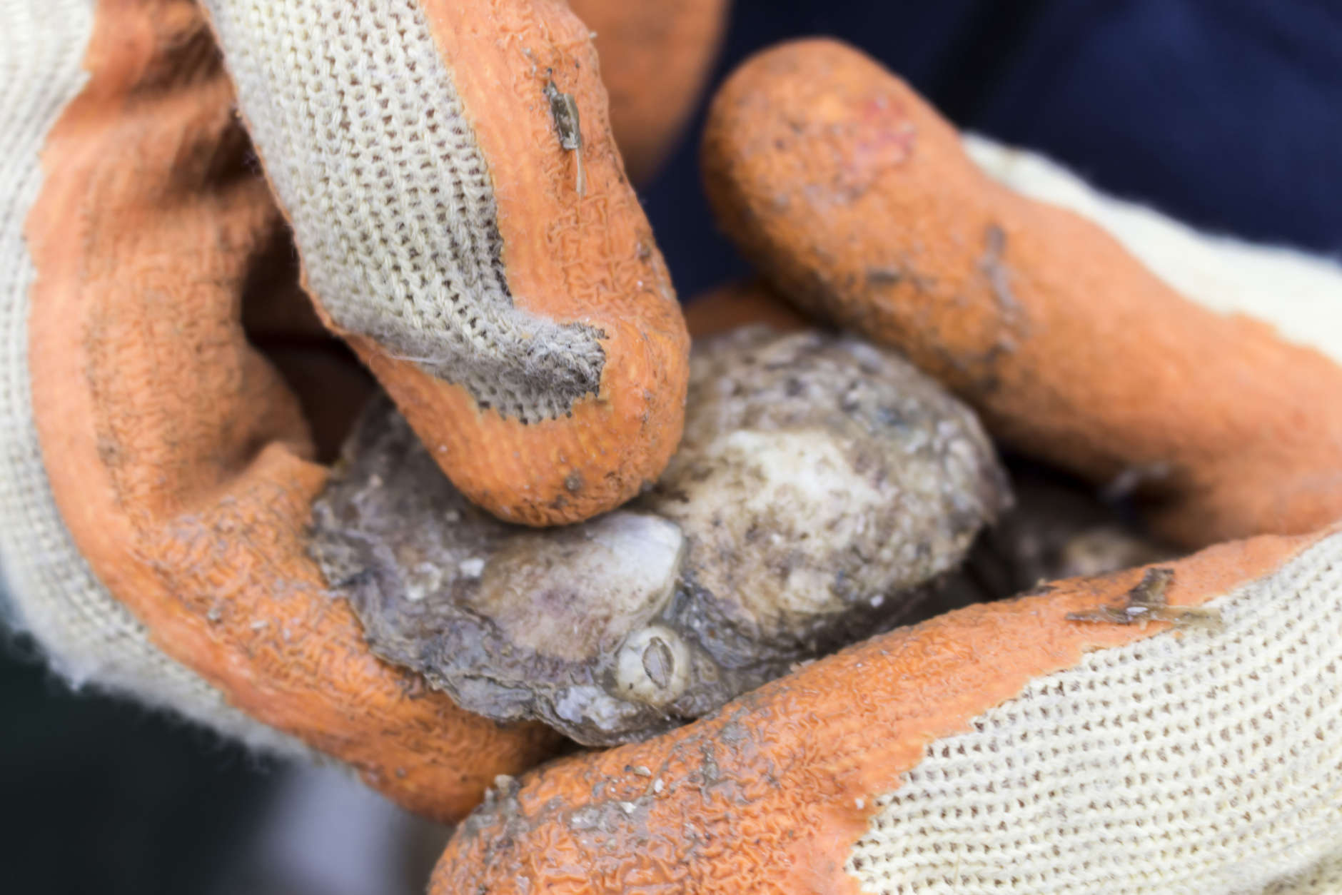 Shell Recycling Alliance driver Wayne Witzke points to an example Dec. 8, 2017, of where a baby oyster was formerly attached to shell in Annapolis, Md. Witzke and his colleagues recycle shell to bolster state and federally sponsored, large-scale oyster restoration in Chesapeake Bay tributaries. (Alex Mann/Capital News Service)
