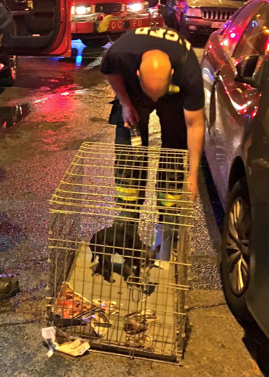 Firefighters also removed a dog to safety from the apartment above the fire. (Courtesy D.C. Fire and EMS)