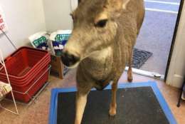 A deer is seen inside a store.