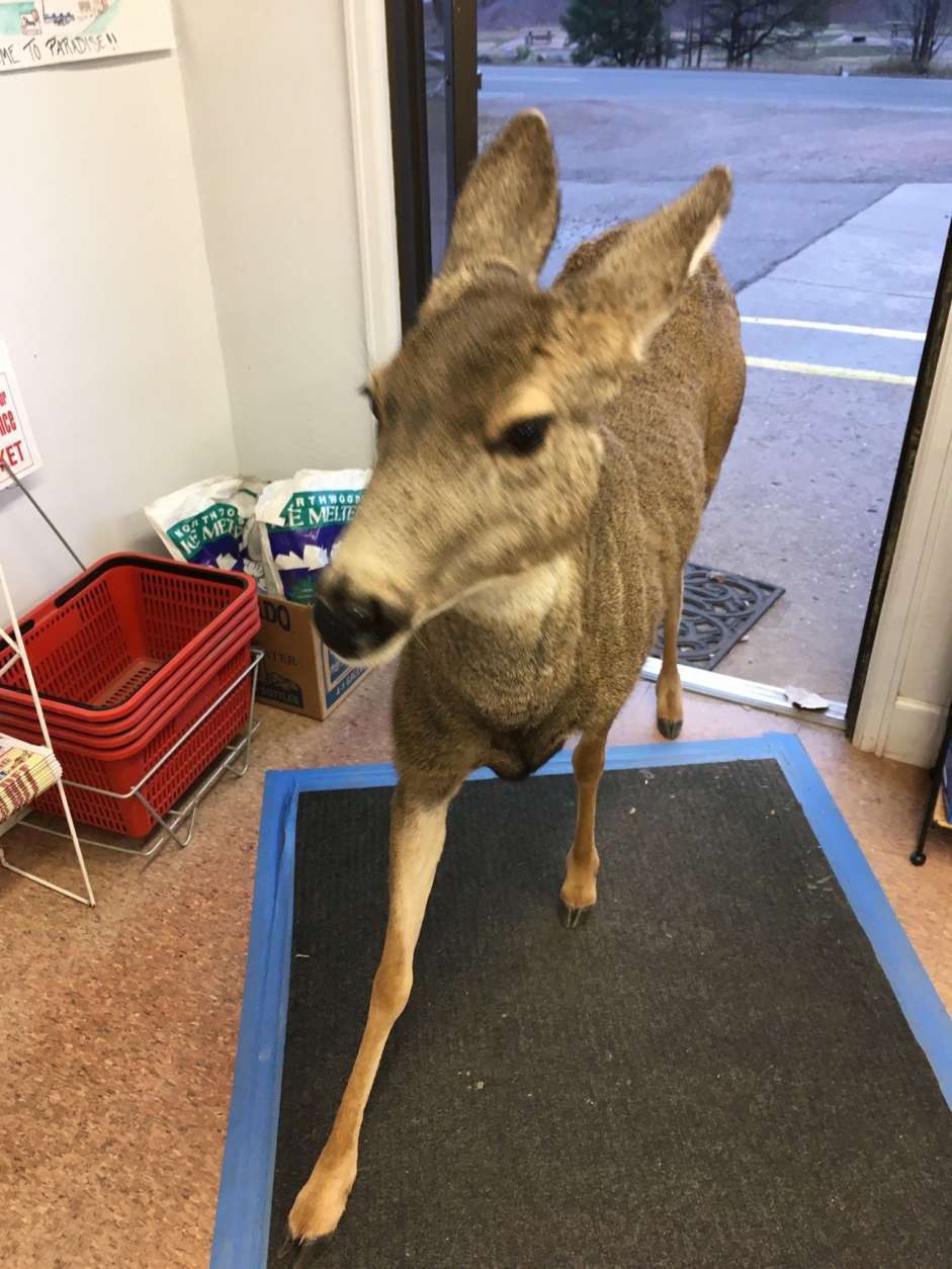 A deer is seen inside a store.