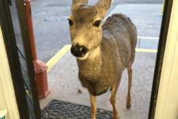 A deer is seen inside a store.