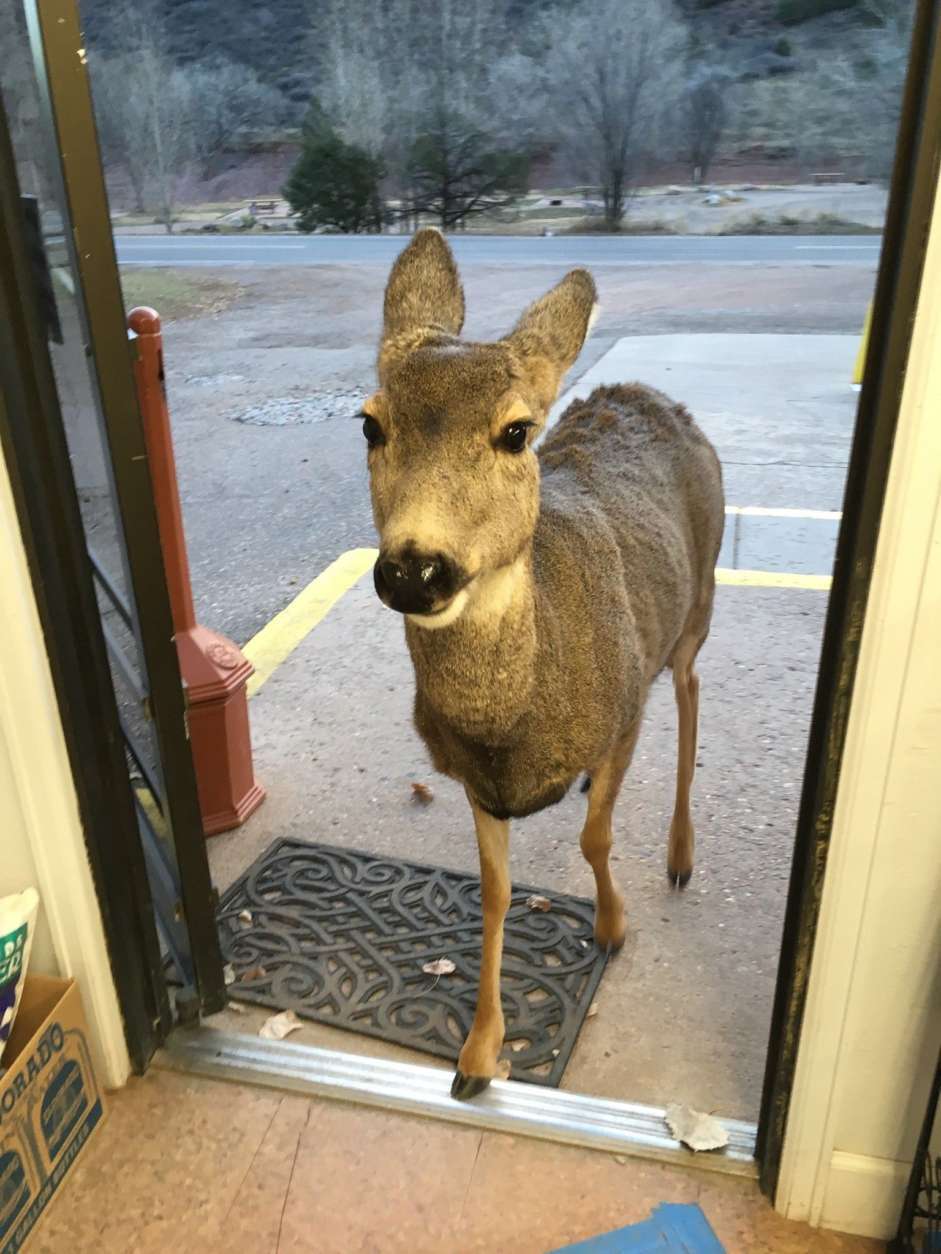 A deer is seen inside a store.