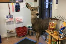 A deer is seen inside a store.