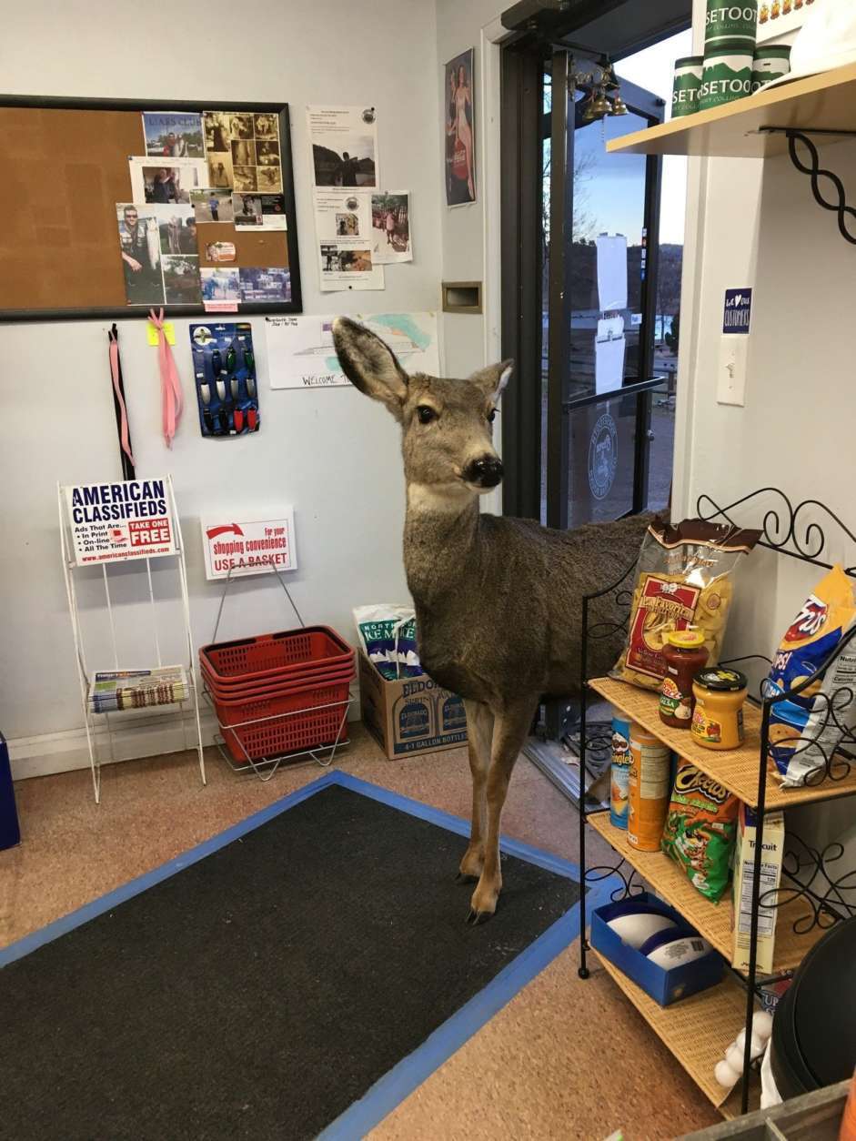 A deer is seen inside a store.