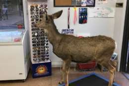 A deer is seen inside a store.